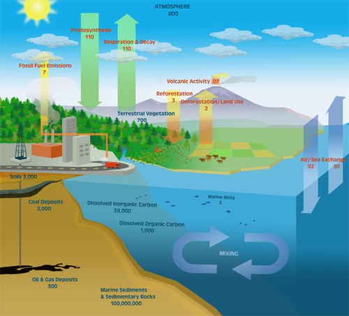 Cycle fossil fuels carbon What is