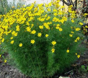 coreopsis_verticillata_moonbeam (1)